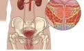前列腺的科普知识